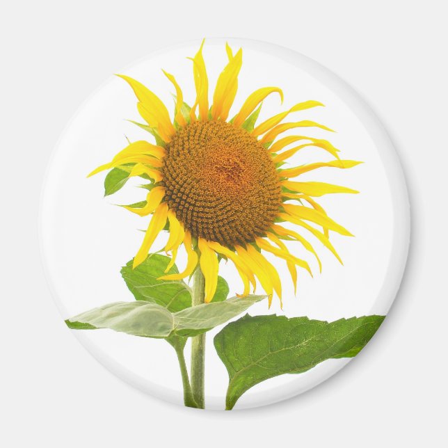 Imán Girasol (Frente)