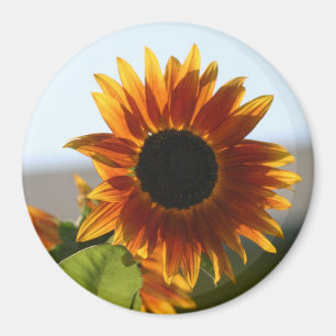Imán Girasol