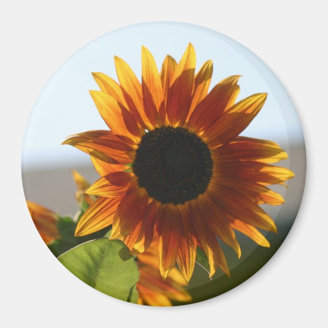 Imán Girasol (Frente)