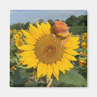 Imán Girasol
