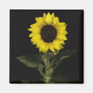 Imán Girasol 11