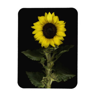 Imán Girasol 11