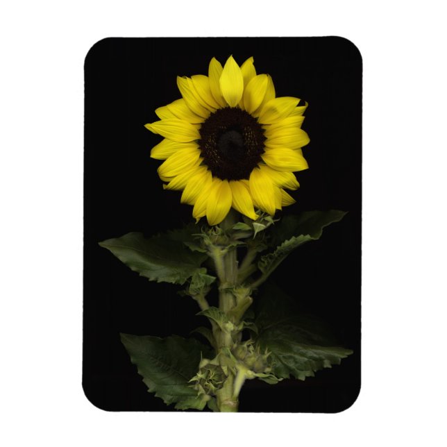 Imán Girasol 11 (Vertical)