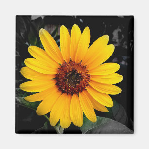 Imán Girasol 2