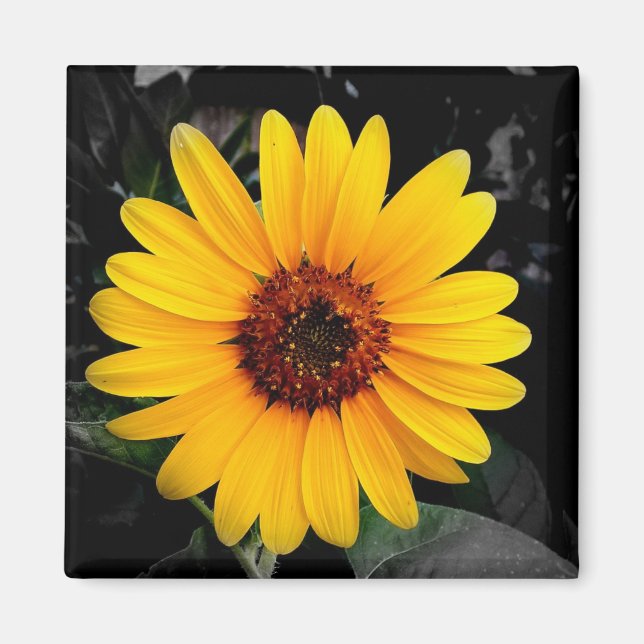 Imán Girasol 2 (Frente)