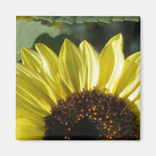 Imán Girasol 3/4