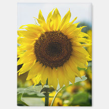 Imán - Girasol Aislado