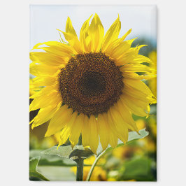 Imán - Girasol Aislado