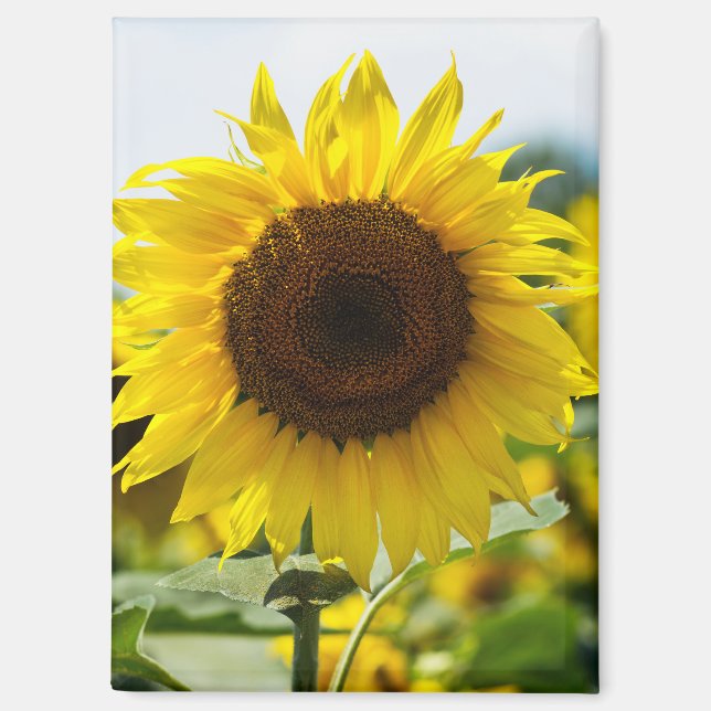 Imán - Girasol Aislado (Anverso)