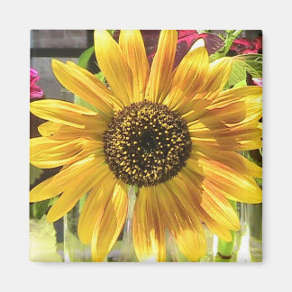 Imán Girasol al sol