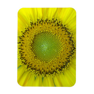 Imán Girasol Amarillo