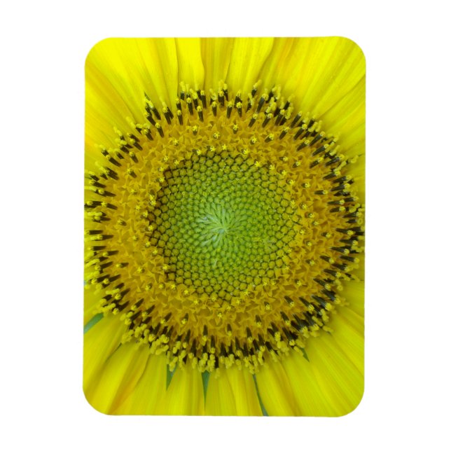 Imán Girasol Amarillo (Vertical)