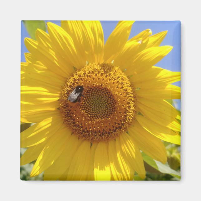 Imán Girasol amarillo (Frente)