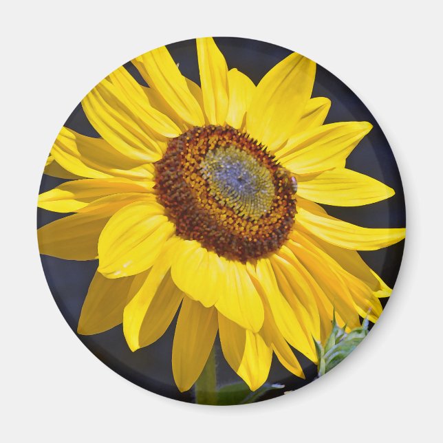 Imán Girasol amarillo brillante (Frente)