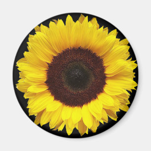 Imán Girasol amarillo gigante del jardín en fondo negr