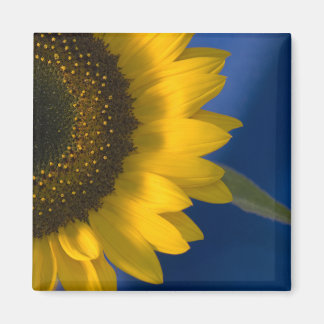 Imán Girasol azul