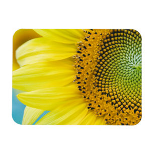 Imán Girasol brillante