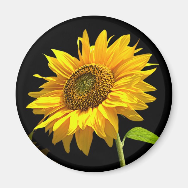 Imán Girasol brillante en fondo negro (Frente)
