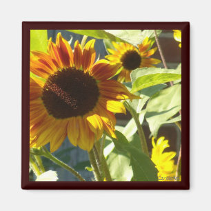 Imán Girasol color de rosa anaranjado