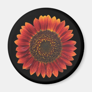 Imán Girasol de Brown