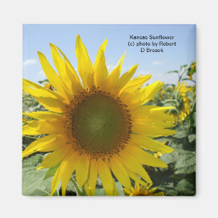 Imán Girasol de Kansas