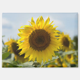 Imán - Girasol en el Campo
