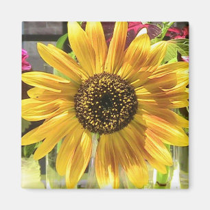 Imán Girasol en el Sun