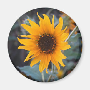 Imán Girasol en la oscuridad