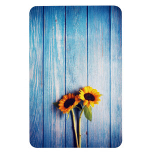 Imán Girasol en la pared de la madera azul