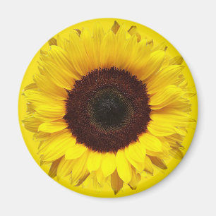 Imán Girasol gigante del jardín en fondo amarillo de