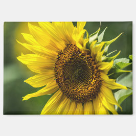 Imán - Girasol iluminado por el sol