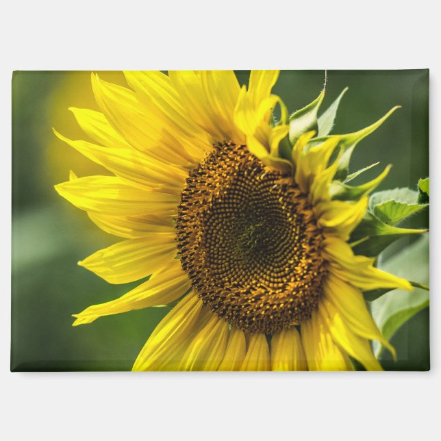 Imán - Girasol iluminado por el sol (Anverso)