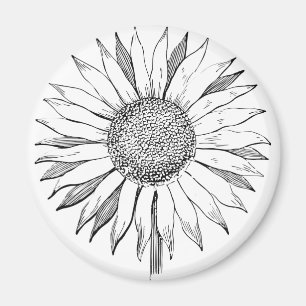 Imán Girasol ilustrado