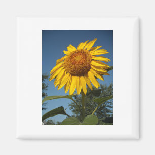 Imán Girasol matutino