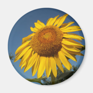 Imán Girasol matutino