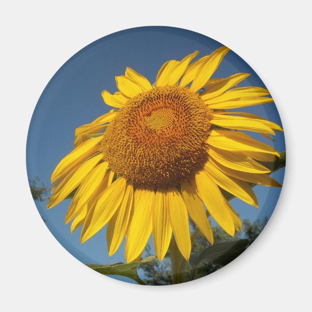 Imán Girasol matutino (Frente)