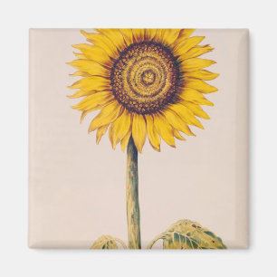 Imán Girasol o Helianthus