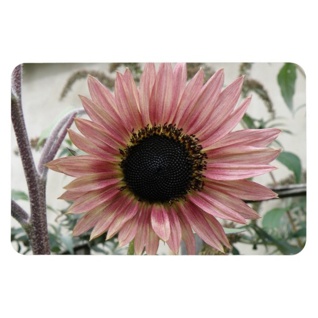 Imán Girasol rosa pálido (Horizontal)