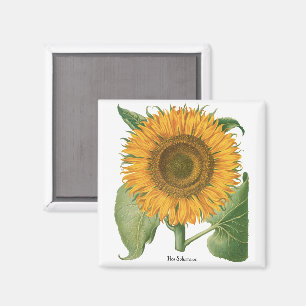 Imán Girasol vintage por Basilius Besler
