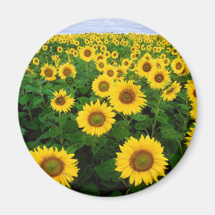 Imán Girasoles