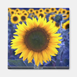 Imán Girasoles