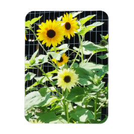 Imán Girasoles