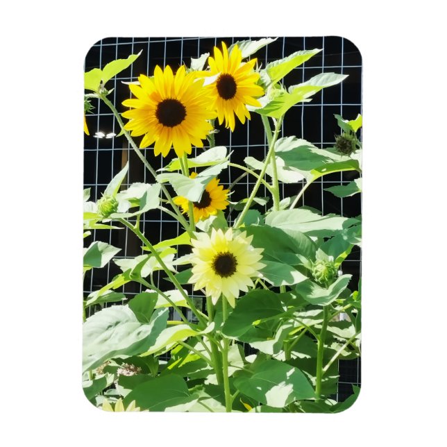 Imán Girasoles (Vertical)