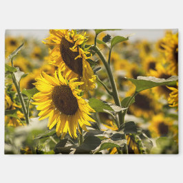 Imán - Girasoles en el Campo