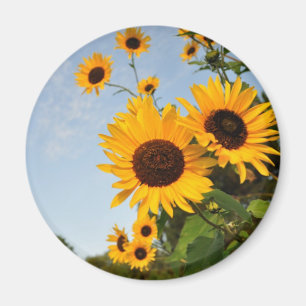 Imán Girasoles salvajes