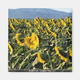 Imán Girasoles, Toscana, Italia