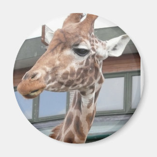 Imán Girraffe