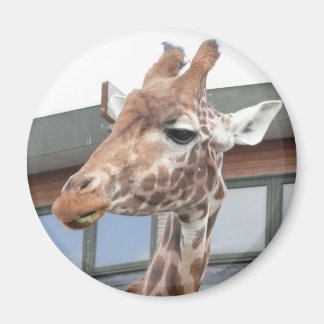 Imán Girraffe