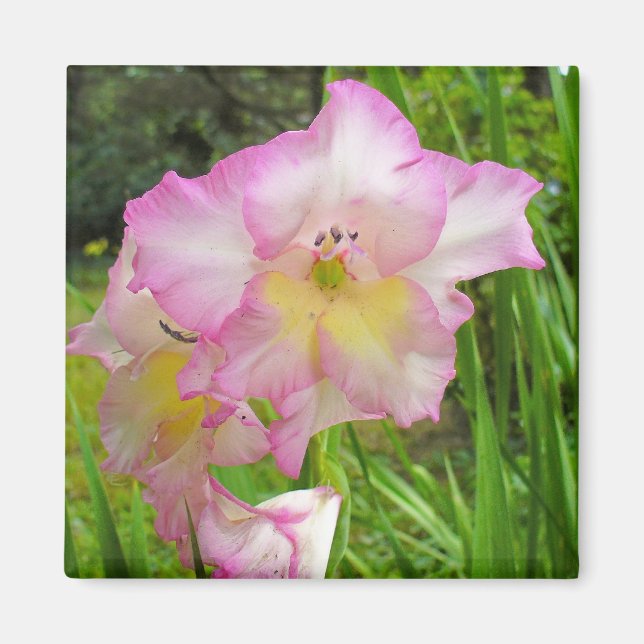 Imán Gladiola magnet (Frente)