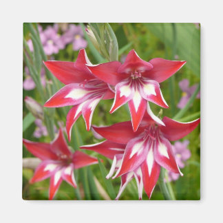 Imán Gladiolas Rojo y Blanco Botánico
